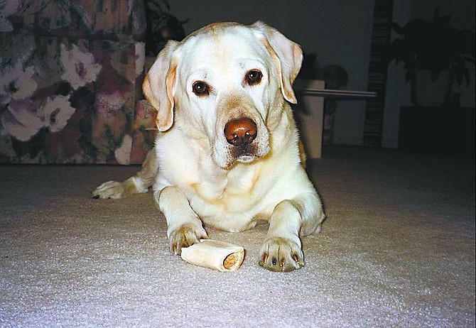 Photo provided to th e Appeal  Tahoe, Carson City&#039;s drug-sniffing Labrador retriever, was euthanized on Dec. 30 after suffering six weeks of illness and a seizure.