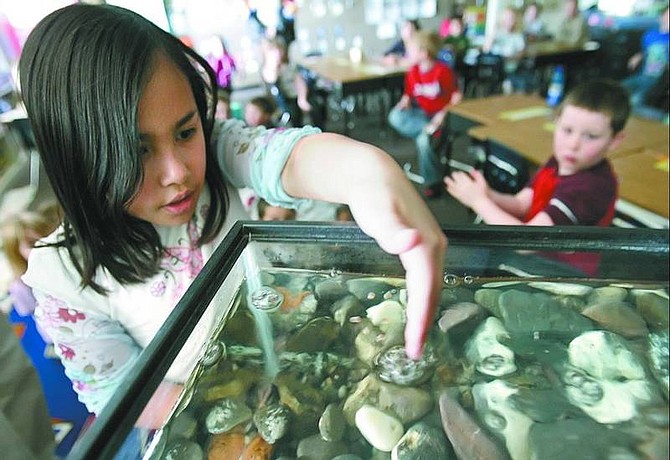 photos by Chad Lundquist/Nevada Appeal Juliana Nu&#241;ez, 8, drops trout eggs into a fish tank in Lori Tureson&#039;s second-grade class at Fritsch Elementary Wednesday. The class is raising rainbow trout from eggs and will release them into the Carson River after they hatch and grow into fry, or juvenile fish.