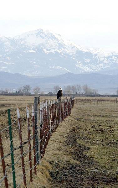 Belinda Grant/Nevada Appeal News Service A bald eagle perches on a ranch fence looking for something to eat.