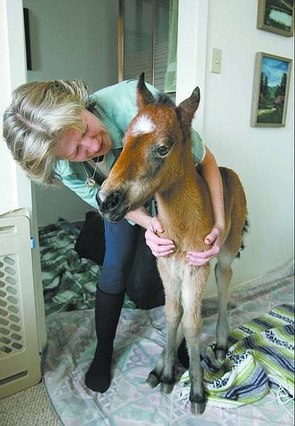 Cathleen Allison/Nevada Appeal Shirley Allen of the Lucky Horse Rescue Corral in Dayton, snuggles with 2-day-old Heidi-ho Friday afternoon. Allen will keep the foal, which was abandoned near Iron Mountain, inside until &quot;temperatures are suitable for her to play outside.&quot;
