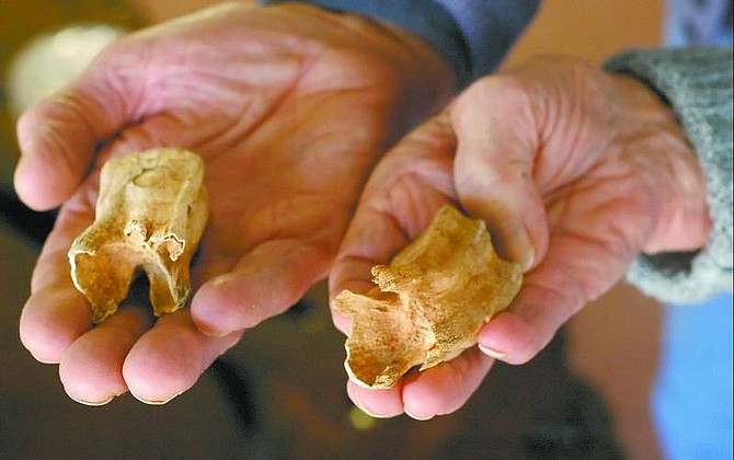 Kevin Clifford/Nevada Appeal Mel Tinker and Louise Hunt, of Carson City, show the fossilized horse teeth they found while walking near the Carson River early January. The molars are thought to be about 25,000 years old. Below is a closeup of one of the teeth, an upper-left molar.