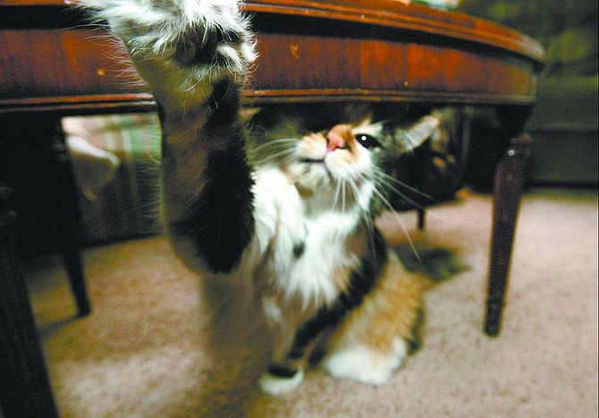 Cathleen Allison/Nevada Appeal Julie, a 4-year-old spayed female calico, reaches for the camera lens recently at her Dayton home. Julie has a fear/aggression problem and her owner is working with Animal Behaviorist Adrienne Navarro to help resolve it.