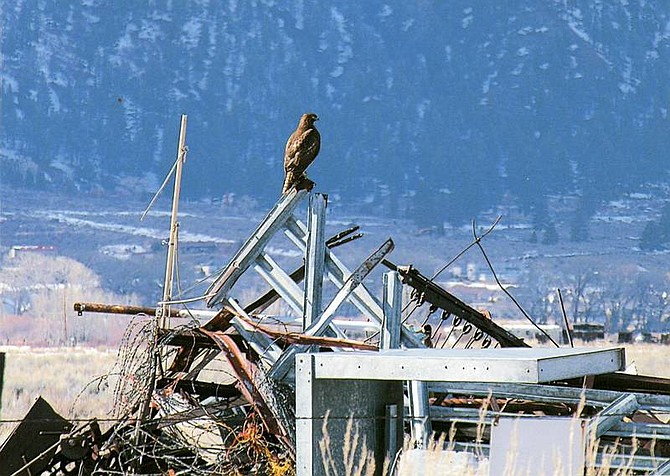 This photograph, taken by Jane Johns of Carson City, won second place in the 2006 Beauty or Blight Contest sponsored by Scenic Nevada. The purpose of the contest was to highlight the scenic value of the state.