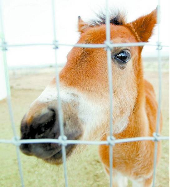 This 2-month-old wild horse was born in captivity to a mare that was taken off the Pine Nut range. She is also up for adoption.   Shannon Litz/ Nevada Appeal News Service
