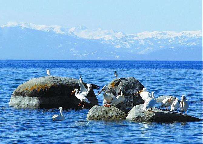 Emma Garrard/Nevada Appeal News Service A flock of American white pelicans sit on rocks off the shore of Lake Tahoe.
