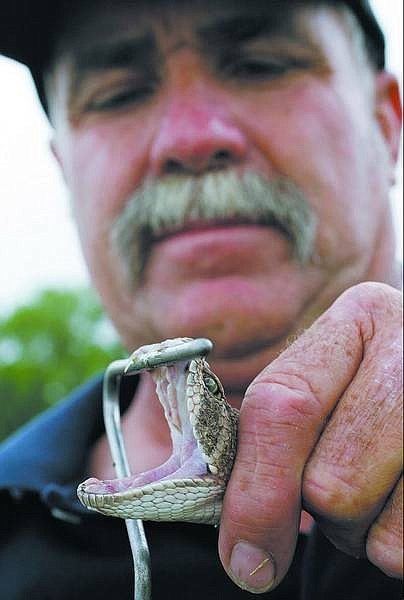 Bob Kettle, of Fallon, holds open the mouth of a Western diamondback rattlesnake at Mills Park on Tuesday. Western diamondbacks are commonly found in Northern Nevada.