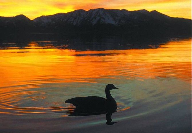 Jim Grant/Nevada Appeal News Service Canada geese find refuge on Lake Tahoe when they are molting and can&#039;t fly away from predators. A 10-pound goose produces four pounds of feces a day.