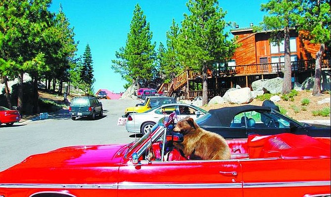 Jerry Patterson / Nevada Appeal News Service Lured by a pizza in the back seat, a bear cub crawled into a 1964 Buick Skylark near a Kingsbury Grade swimming pool. The bear ate the pizza and left a mess, but no damage.