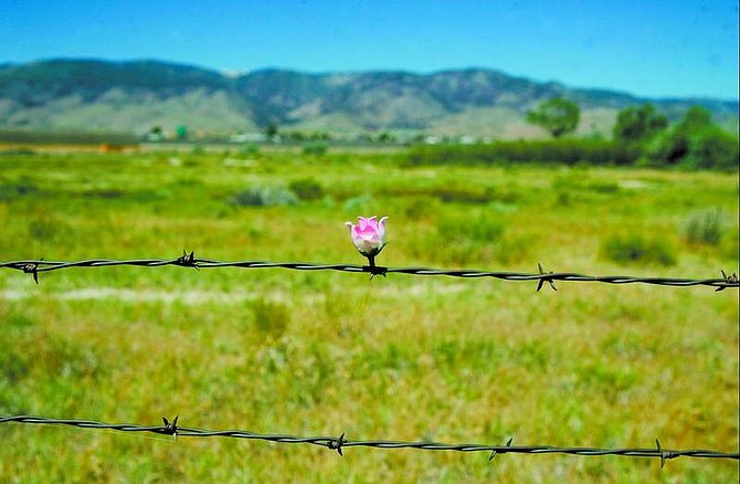 BRAD HORN/Nevada Appeal A flower decorates a fence at the Steinheimer Trust and Stanton Park Development Wetland Expansion Project east of Lompa Lane.