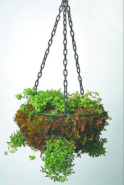 Lucian Perkins/Washington Post Herbal basket this one of seven varieties of thyme for sun or partial shade, including lemon thyme, coconut thyme, mother of thyme and oregano thyme. In the fall, we will move these hardy plants to a container or to the herb garden. Basket, $8.95; moss, $7.44; thyme, $20.93. Total, $37.32.