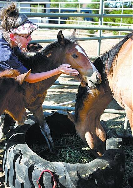 photos by Chad Lundquist; photo illustration by Phil Wooley/Nevada Appeal Shirley Allen of the Lucky Horse Rescue Corral in Dayton pets Little Trucker on Tuesday for the first time since he arrived 48 hours earlier. The 4- to 5-month-old colt was found near a dead mare south of Dayton Valley Turf off Blackhawk Road on Sunday morning.