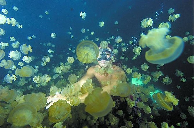 Rick Swart/Nevada Appeal News Service Divemaster Daniel Paulo, of Koror, Palau, goes for a dip in Jellyfish Lake, where the jellyfish have lost their ability to sting.
