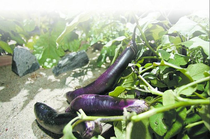 Eggplants are getting ready to be picked for a delicious moussaka recipe.  Brad Horn/Nevada Appeal