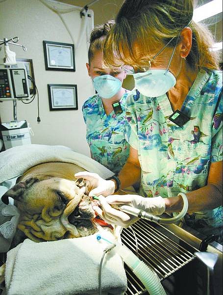 Cathleen Allison/Nevada Appeal Jessica Poley, left, assists as veterinary technician Nancy Smith cleans the teeth of bulldog &#039;Bro&#039; on Wednesday morning at Sierra Veterinary Hospital.