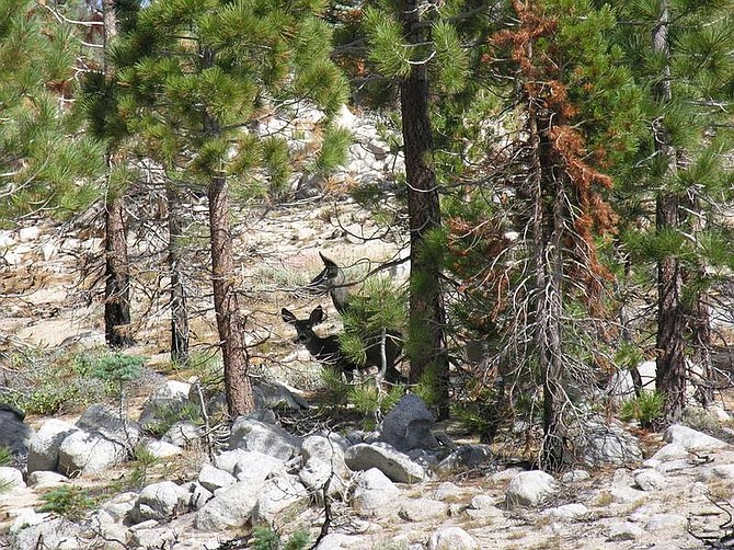 Photo submitted by Juan Guzman/Carson City Deer can be seen on the Wilson Property, located on the west side of Carson City near the end of Ash Canyon Road. The city is preparing to purchase the 111-acre site to preserve it as open space.