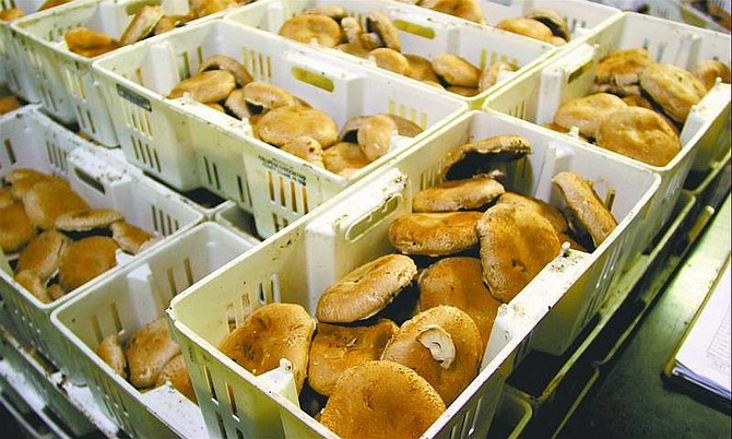 Dean Fosdick/associated press Crates of fresh portabella mushrooms await packaging before being shipped from Phillips Mushroom Farms at Kennett Square, Pa. Portabellas are often called the &quot;filet mignon&quot; of mushrooms. They&#039;re favored by many vegetarians as a meat substitute.