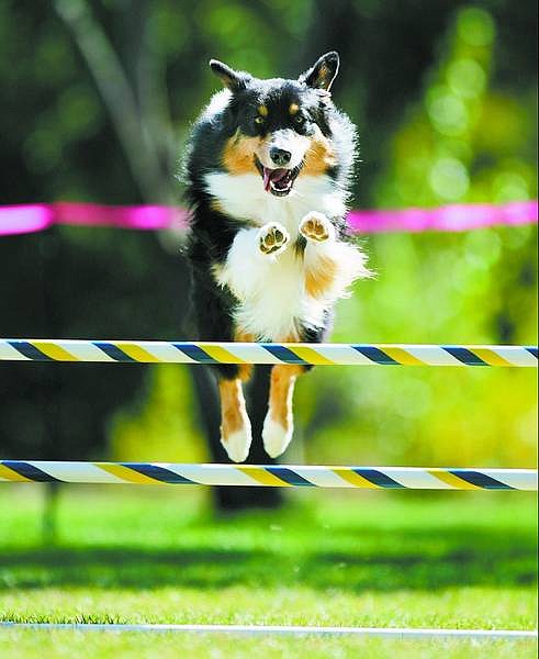 Ranger, 2, shows off his jumping skills during the Sierra Indian Summer Classic dog agility trials at Fuji Park in Carson City on Saturday. The Australian shepherd is owned by Heather Tefft of Medford, Ore. TOP: Kate Tefft, 10, also of Medford, leads her dog, Cody, 7, along a walkway.