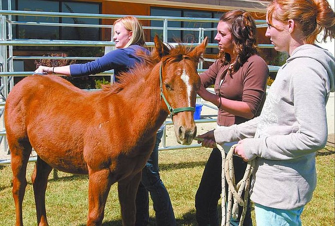 SARAH KING/Nevada Appeal News Service Douglas High School Equine Science class spent time grooming their newly adopted foal Flash. From left are seniors Amber Hoogestraat and Shanna Coats and junior Shannon Martinez.