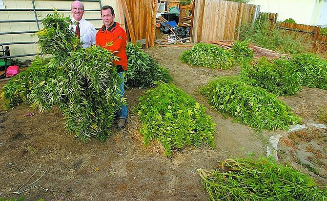 Shannon Litz/Nevada Appeal News Service Douglas County Sheriff Ron Pierini and Undersheriff Paul Howell with some of the marijuana plants found at a house on Kathy Way Thursday. Below, an officer holds up one of the plants.