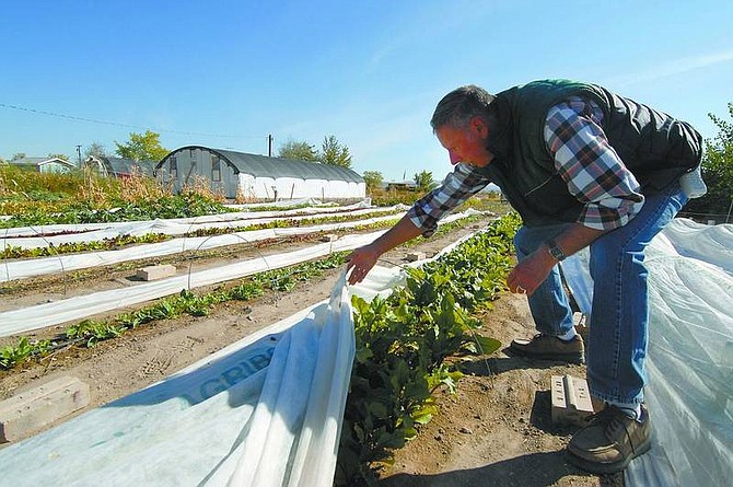 Kevin Clifford/Nevada Appeal   Ray Johnson, owner of Custom Gardens Farm in Silver Springs, uncovers organic spinach at Custom Gardens Farm on Sunday, Oct. 8.  The Johnson&#039;s grow only organic produce and accept Nevada&#039;s Senior Farmers&#039; Market Nutrition Program coupons.