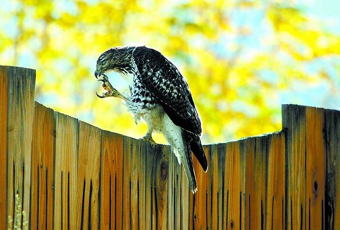Brad Horn/Nevada Appeal A first year red-tailed hawk cleans its talons on a fence near the Silver Saddle Ranch on Oct. 16.