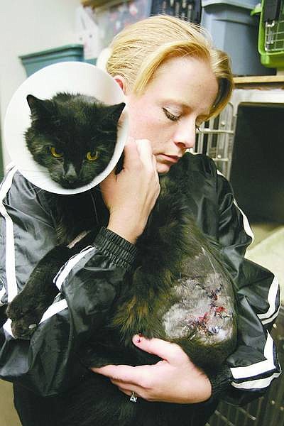Amy Husak holds her cat, Whizbang, at a Minden kennel Thursday night. Husak and her mother Vesta Larson are facing $1500 in medical bills after someone allegedly skinned a section of his hindquarters the week before Halloween, near their Carson City home.  Cathleen Allison/ Nevada Appeal