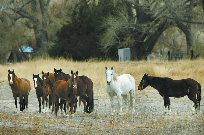 Cathleen Allison/Nevada Appeal A herd of wild horses graze at Santa Maria Ranch development east of Dayton on Tuesday morning. Nevada Department of Agriculture officials plan to round up the horses to be removed from the residential area.