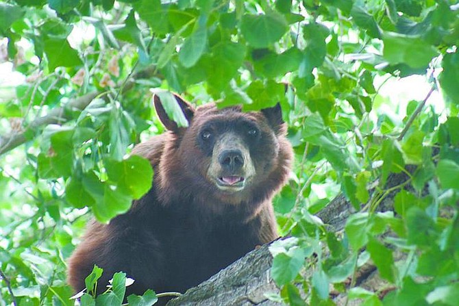 Photos by Rhonda Costa-Landers/Nevada AppealA bear is perched in a cottonwood tree Tuesday afternoon in Treadway Park, at the back of the former Carson-Tahoe Hospital. The bear, about 30 feet up in the tree, was left in there rather than take the chance it could be injured getting out of the tree if tranquilized, said Wildlife biologist Carl Lackey. The bear is older and in poor shape, he said.