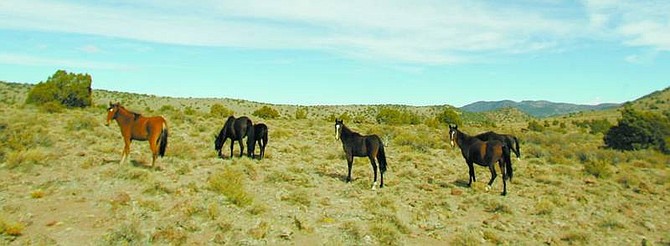 BRAD HORN/Nevada AppealWild horses graze near Long Valley Road in the Virginia City Highlands this afternoon. A similar herd that was sent to South Dakota in 2001 needs a new home. See Thursday&#039;s Nevada Appeal for the full story.