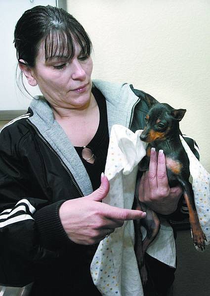 Debra Winter talks recently about the hundreds of dollars worth of veterinary bills she&#039;s incurred after purchasing Teshia from Lil&#039; Pups pet store in Carson City. The four-month-old miniature Pinscher has an upper respiratory infection that Winter believes was caused by conditions in a puppy mill.   Cathleen Allison/ Nevada Appeal