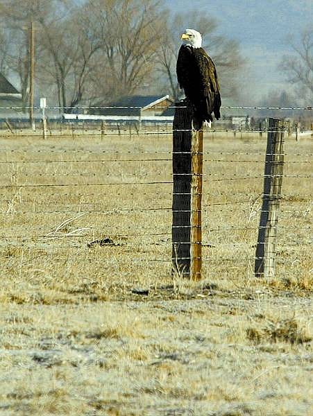 Shannon Litz/Nevada Appeal News Service A bald eagle perches on a fence post at the Heise Ranch on Highway 88 in Douglas County on Feb. 2.