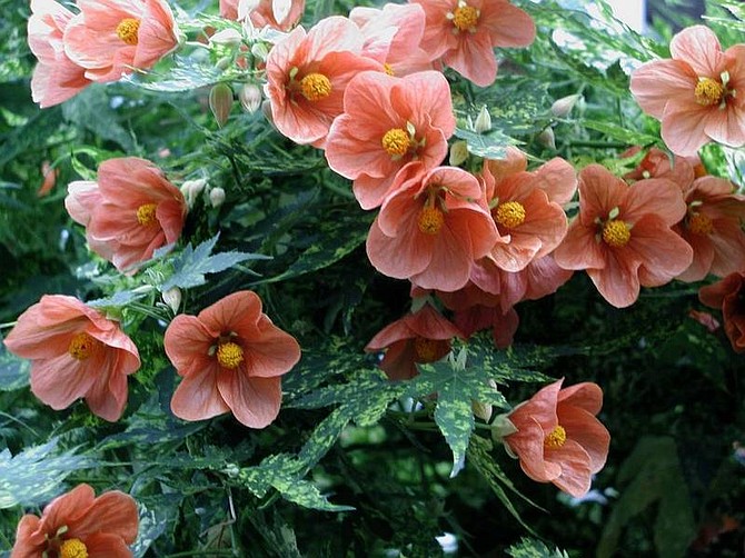The flowering maple, shown here with its maple-like leaves and flowers like hibiscus, makes a wonderful show as a winter house plant. Note: It needs abundant indoor light.