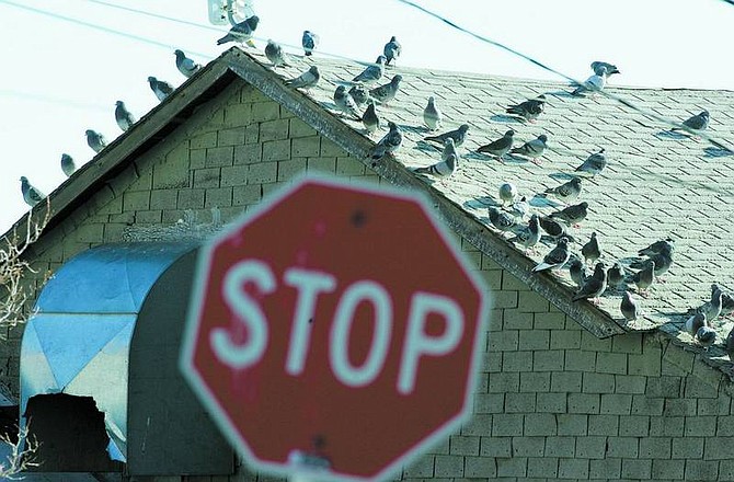 BRAD HORN/Nevada Appeal Pigeons perch on the roof of the Virginia City&#039;s Visitors Center on Wednesday morning.