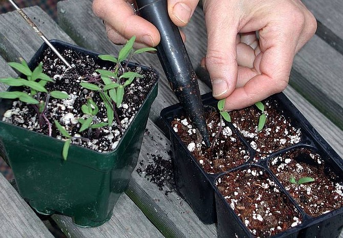 Lee Reich/For the Associated Press Tomato seedlings in small containers are prepared for transplant. Tomatoes are the most rewarding and easiest vegetable to grow as transplants.