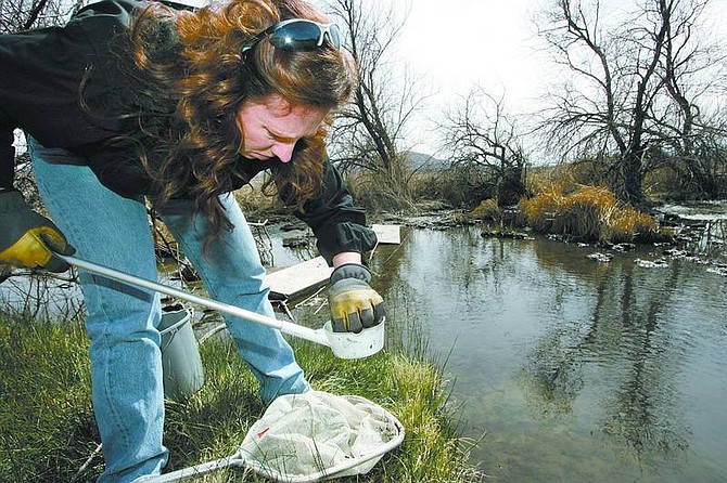 Cathleen Allison/Nevada Appeal Carson City Environmental Health Specialist Teresa Hayes checks fish at the wetlands area near College Parkway and Lompa Lane on Friday afternoon. Hayes, an ecologist, says it&#039;s important to control mosquitos naturally to maintain the balance of the ecosystem.