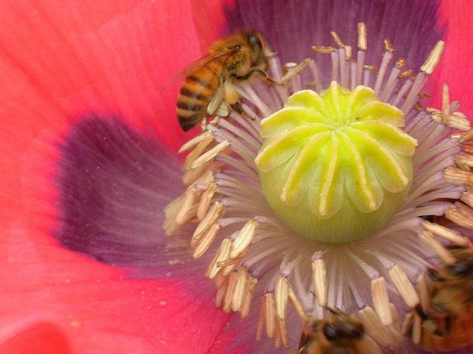 About a quarter of the bee population in the United States has been lost since the 1990s. Chemical pesticides kill honeybees. Illustrates GREENSCENE-BEES (category l), by Joel M. Lerner, special to The Washington Post. Moved Monday, March 19, 2007. (MUST CREDIT: Photo for The Washington Post by Sandra Leavitt Lerner.)