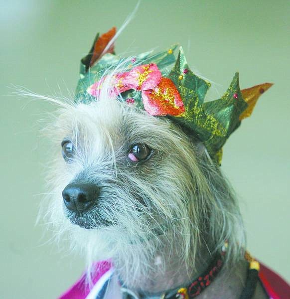 BRAD HORN/Nevada Appeal Gizmo, a 3-year-old Chinese crested, gets ready for the best costume competition at the 4-H 4Paws Dog Club dog show on Saturday at Fuji Park. Gizmo placed first in the ugliest dog and best costume categories.