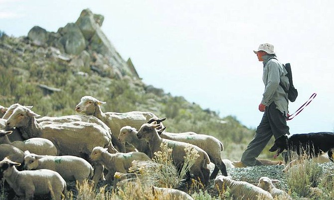 Chad Lundquist/Nevada Appeal file photo A shepherd working for Borda Land &amp; Sheep Co. directs a flock of more than 800 sheep on April 4 near C Hill.