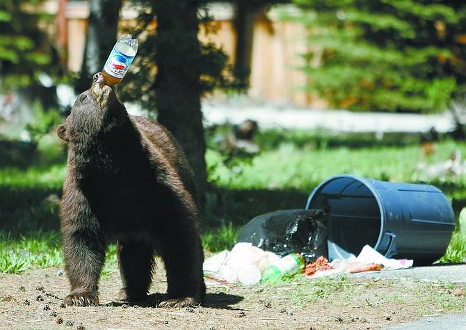 photos by Chad Lundquist/Nevada Appeal Nevada Appeal photographer Chad Lundquist was on his way to work Tuesday morning when he came across a large black bear raiding a trash can and quenching his thirst from a leftover bottle of Pepsi. Trash from Memorial Day weekend had been left out for pick-up on Tuesday near Stateline.