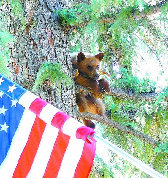 Nevada Appeal News Service Sheridan Acres resident Allan Sapp took this photo of a small bear hanging in a tree outside of his bedroom window on June 2. The bear was shot in the leg sometime in the past four days. Wildlife officials are looking for information on the shooter.