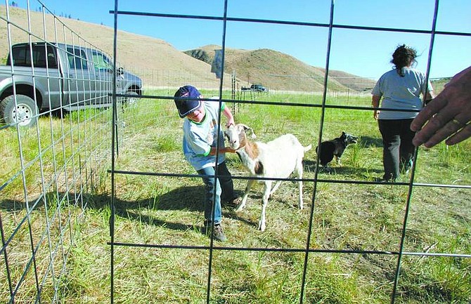 BRAD HORN/Nevada Appeal Chandler McKnight, 6, of Fallon lures the second to last goat out of the pen in Kings Canyon on Saturday morning.
