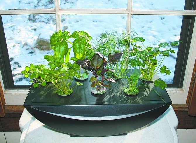 Dean Fosdick/For the Associated Press Parsley, basil, chives, mint, dill and cilantro are favorite windowsill growing options. All grow quickly, becoming usable when only a couple of inches high.