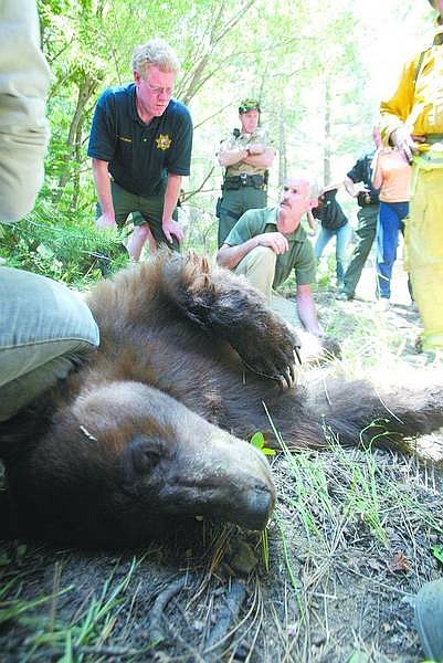 Dan Thrift/Appeal Staff Writer Dr. Kevin Willits, kneeling in center, begins an examination Thursday of a sedated bear whose paws were burned in the Angora fire.