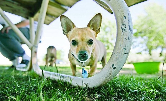 Chad Lundquist/Nevada Appeal Five-year-old Peanut, a Chihuahua mix, looks curiously through a table bench at Fuji Park on Monday.