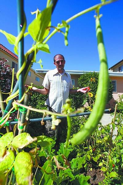 Damian Dovarganes/Associated Press Historian Nat Zappia takes care of his vegetable parcel at his home in Santa Monica, Calif., on July 19.