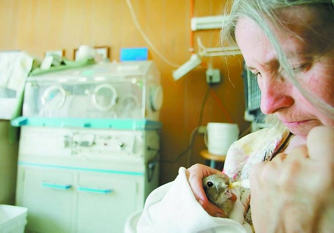 Evelyn Pickles feeds an injured baby cottontail rabbit at her animal rescue clinic in Dayton, Nev., on Sunday, July 21, 2007. Pickles has been running the clinic since 1998. (AP Photo/Brad Horn, Nevada Appeal)