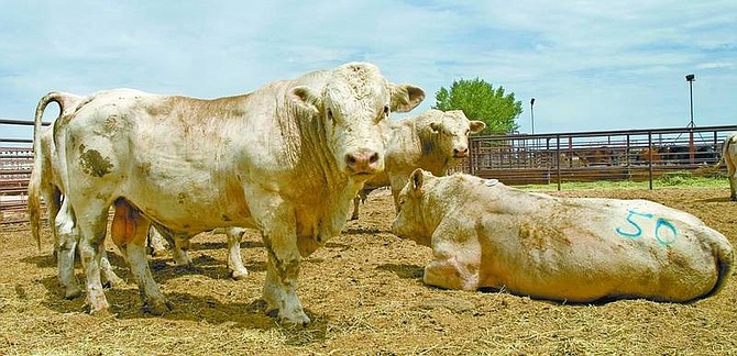 Kim Lamb/Appeal news Service Charolais bulls await auction in the bull pen at Fallon Livestock Exchange on Tuesday.