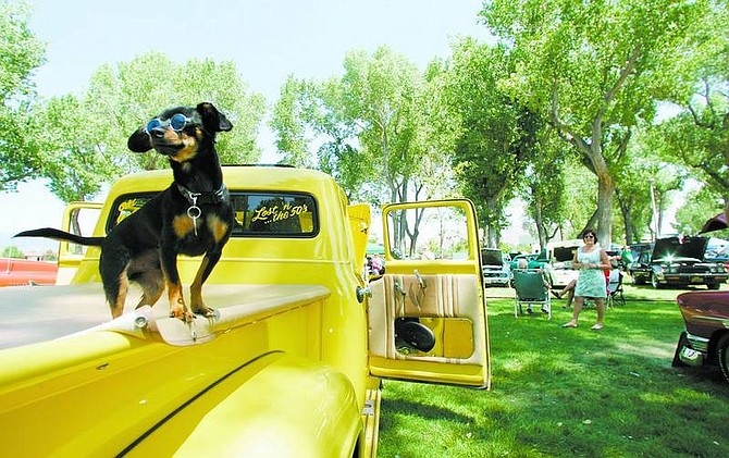 BRAD HORN/Nevada Appeal Buddy Rollins, a 1-year-old Mexican Chihuahua-maltese mix, sits on Frank Rollins&#039; 1956 Ford F100 at the Silver Dollar Car Classic at Mills Park on Saturday. The Rollins family drove from Klamath Falls, Ore., to show their car over the weekend.