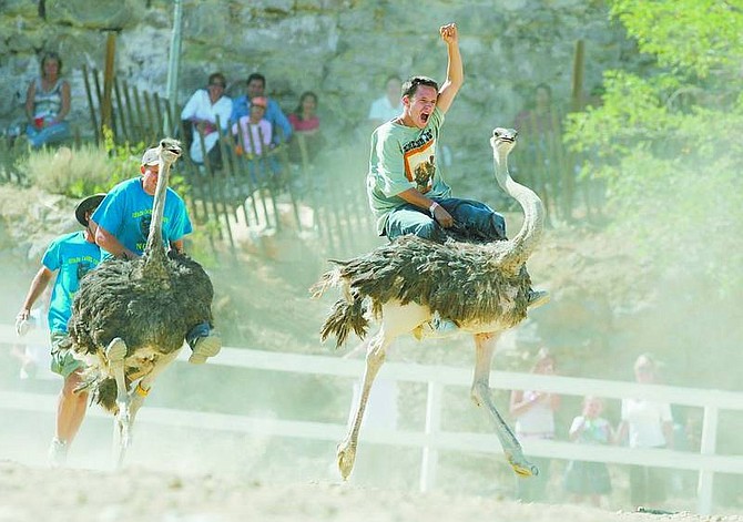 Brad Horn/Nevada Appeal Bradley Emmans, of Dayton with fist in air, races to the finish line during the semi-finals of the ostrich races in Virginia City during the 48th annual Virginia City International Camel Races on Sunday.