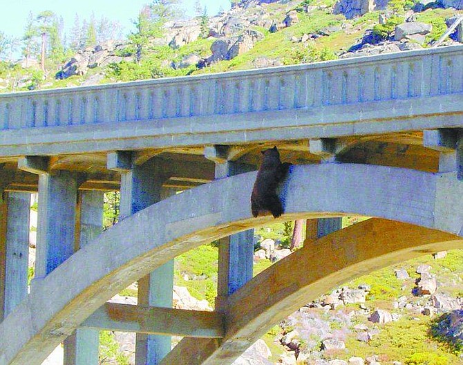 Dan Olson, Truckee Animal Control/ For the Nevada Appeal A bear hangs from Rainbow Bridge on Sunday morning. The bear was later rescued by animal control and the BEAR League after spending Saturday night under the bridge.